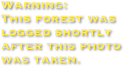 Warning:
This forest was logged shortly after this photo
was taken.